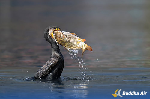 Great Cormorant (Jaleba)